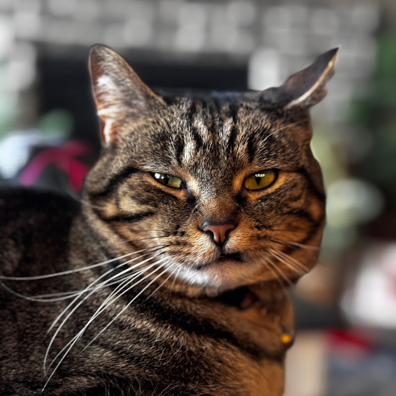 Photo of WanderKat