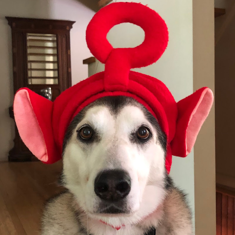 Photo of momo