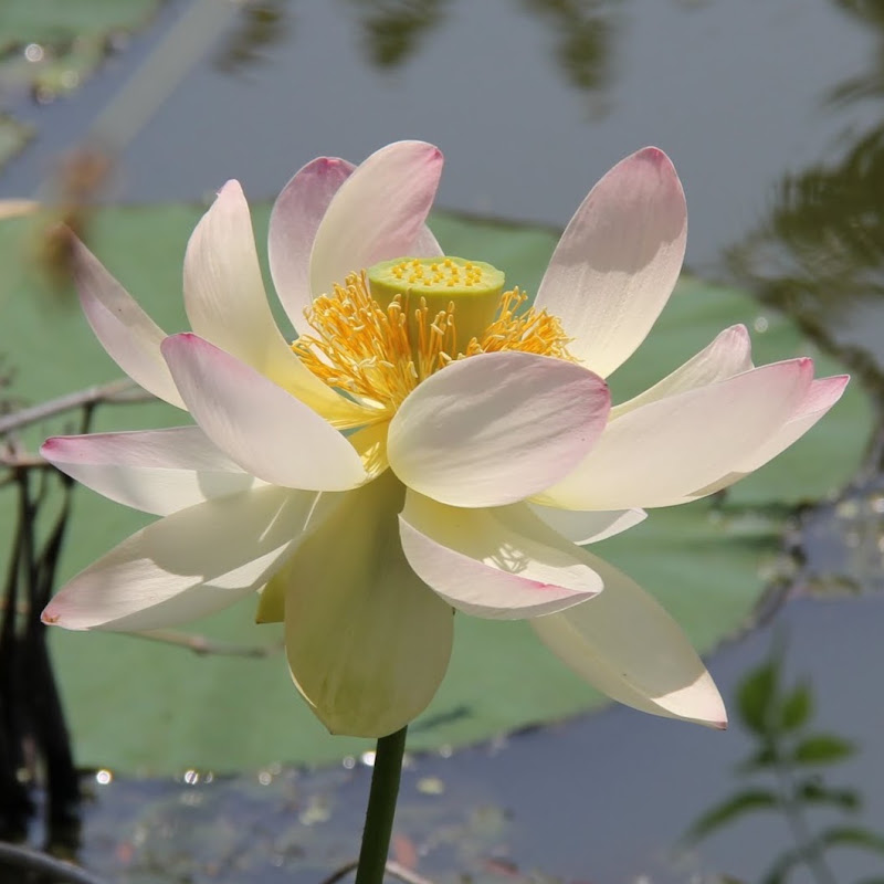 Photo of A L (借枕頭)